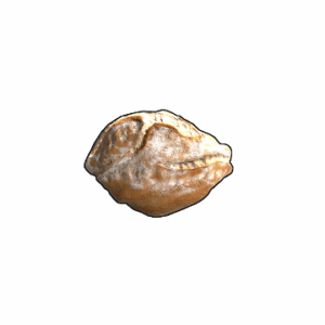 Sourdough Bread